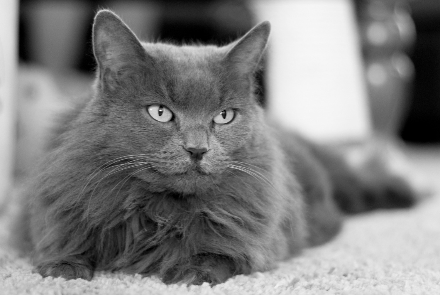 cat photo Nebelung