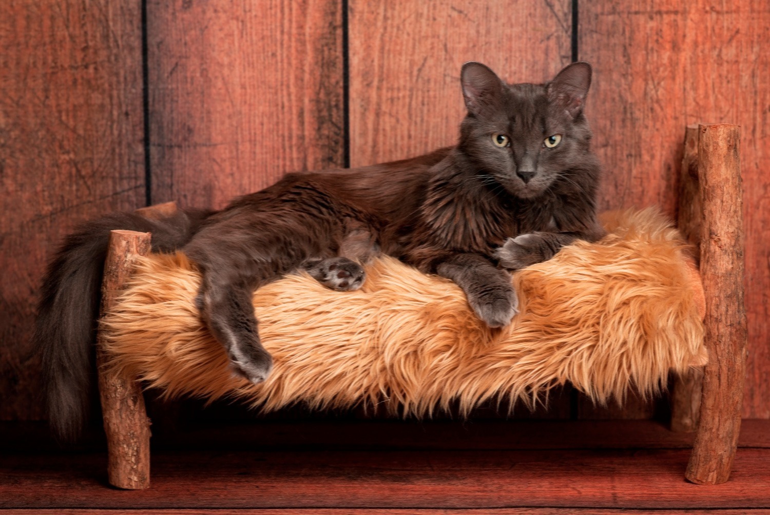 cat photo Nebelung