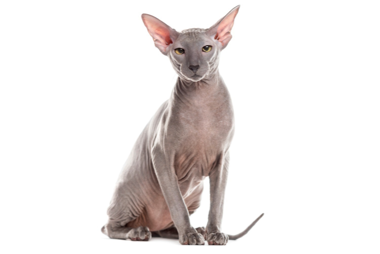 cat photo Peterbald