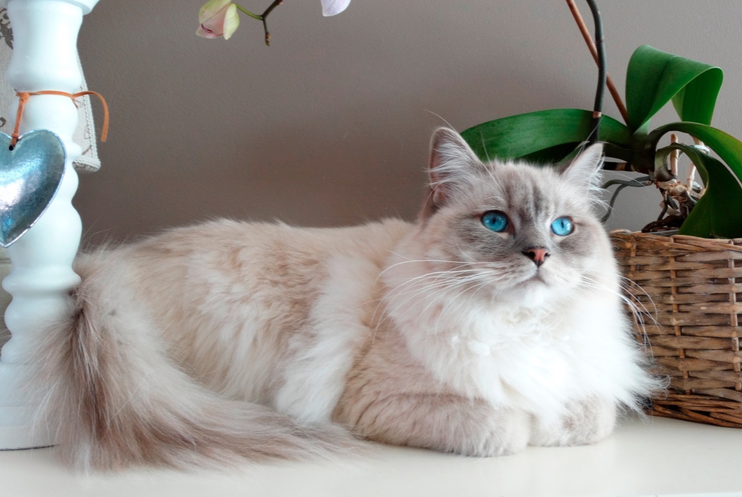 cat photo Ragdoll