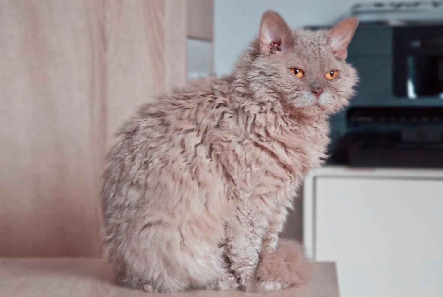 cat photo Selkirk Rex