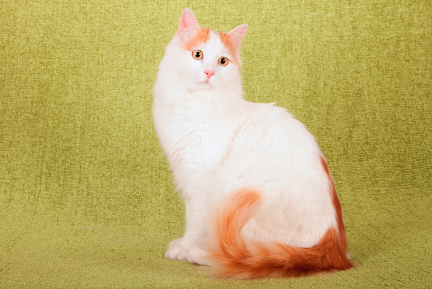 cat photo Turkish Van