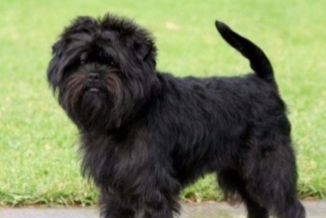 dog photo Affenpinscher