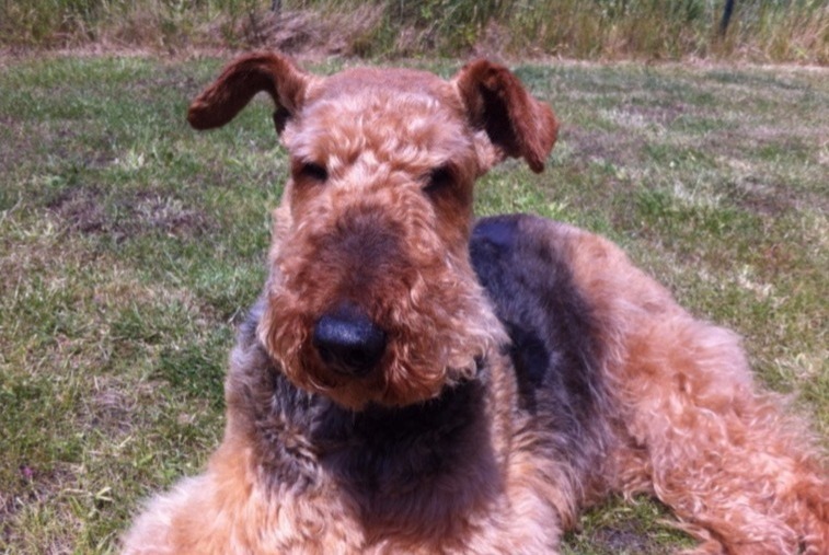 dog photo Airedale Terrier