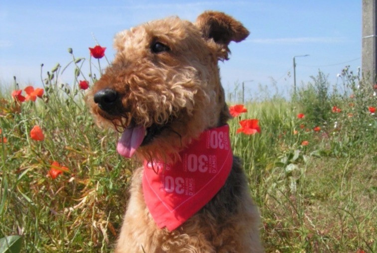 dog photo Airedale Terrier