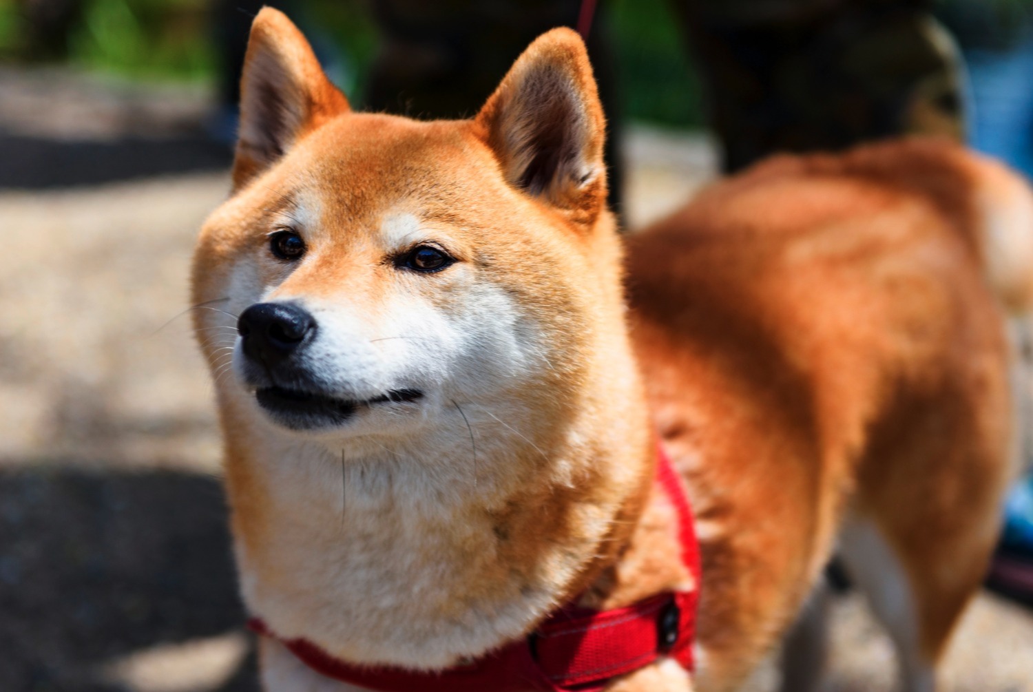 dog photo Akita Inu