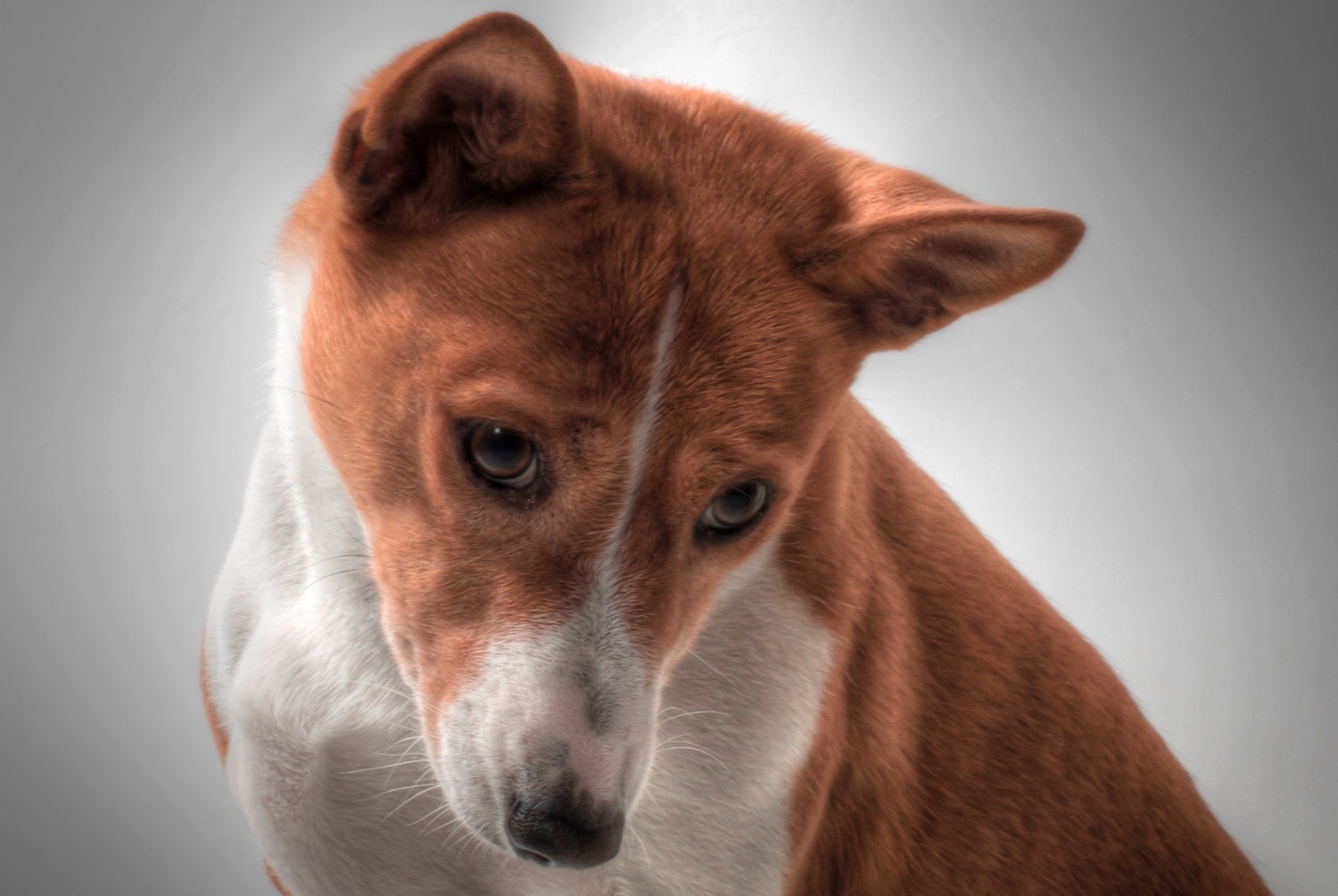 dog photo Basenji