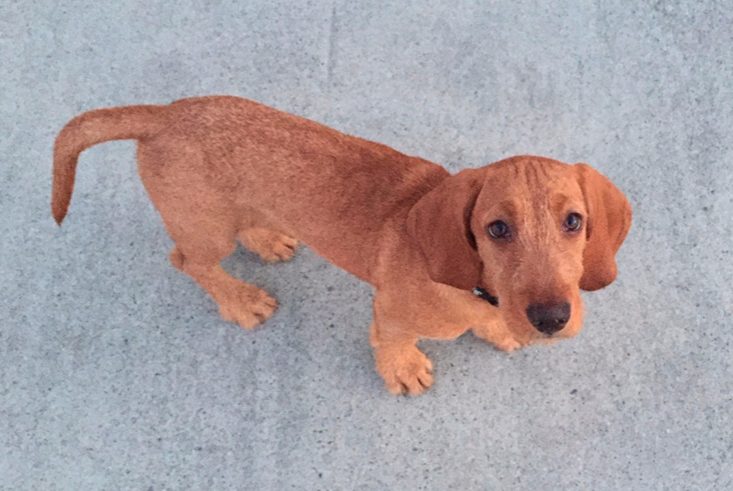 dog photo Basset fauve de Bretagne