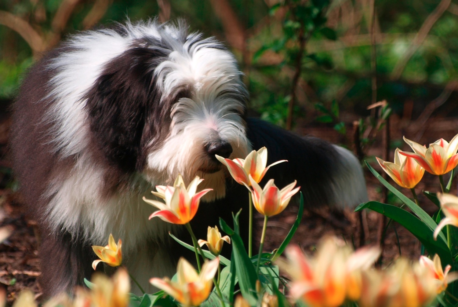 dog photo Bearded Collie