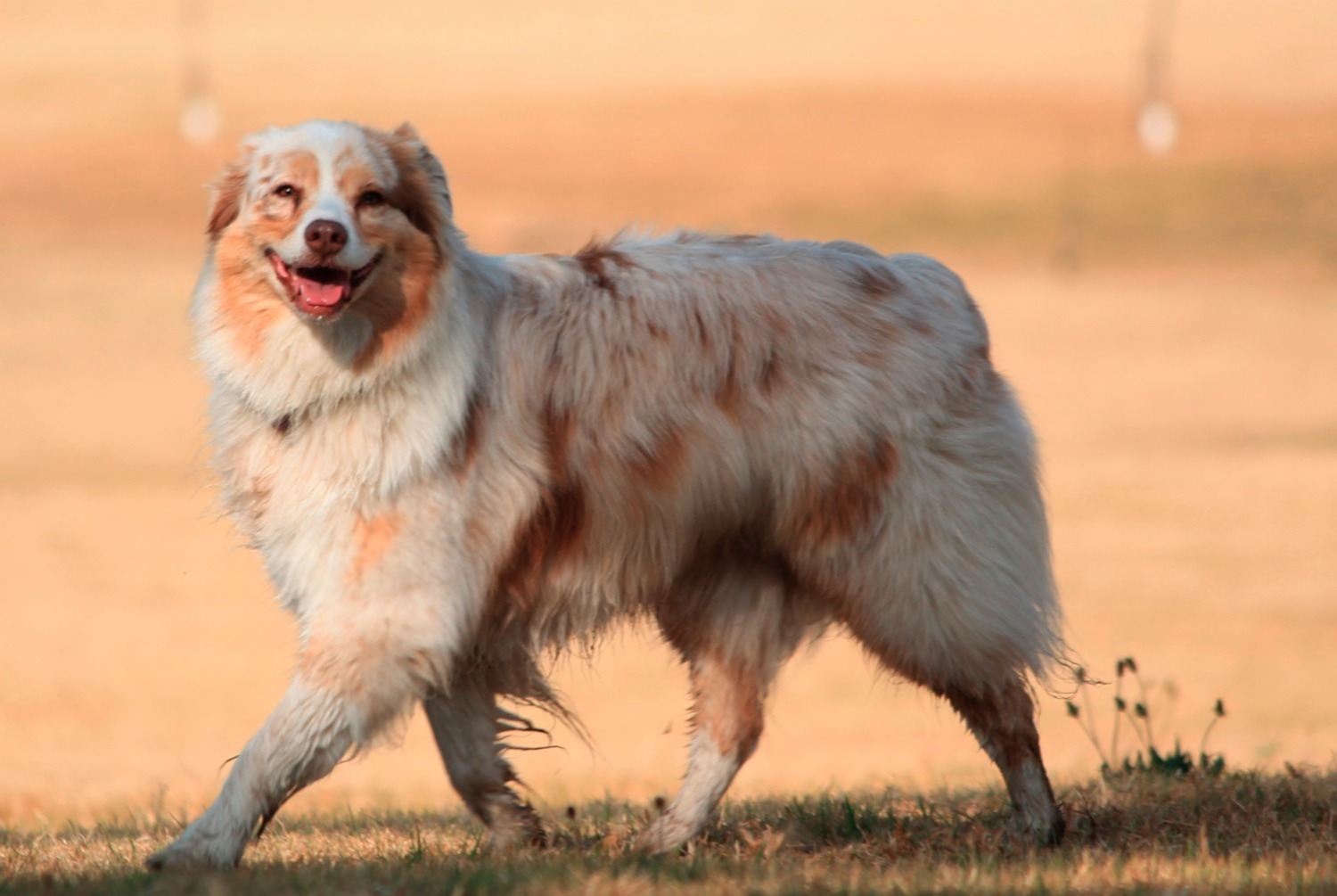 dog photo Berger australien