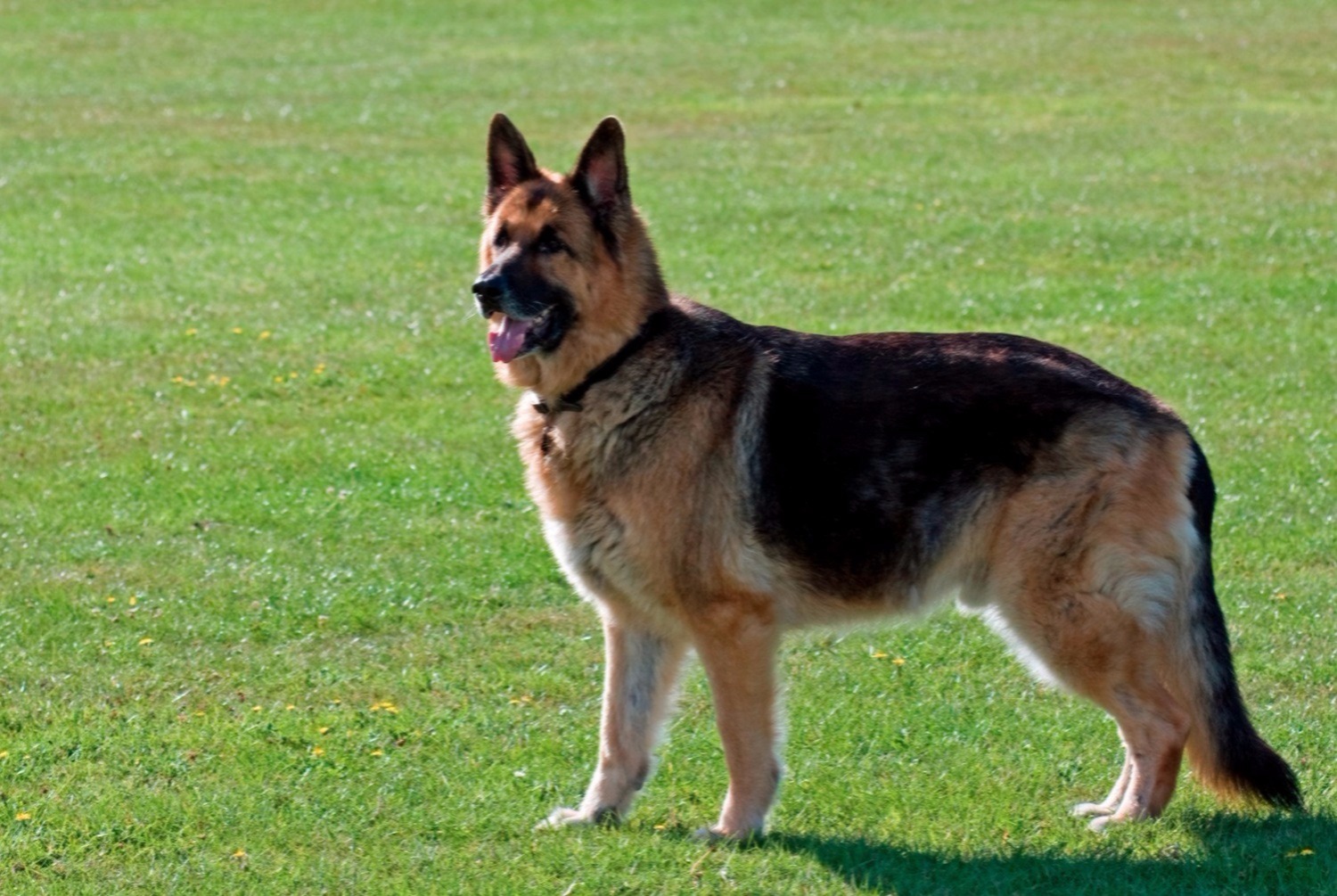 dog photo Berger allemand
