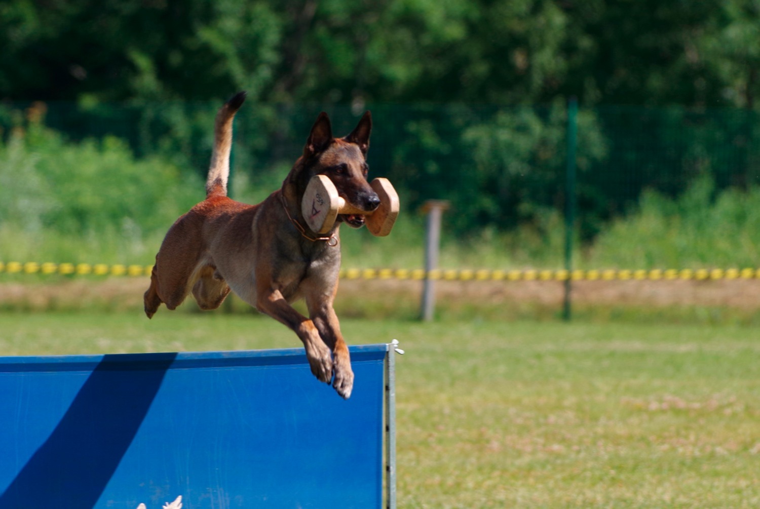 dog photo Berger belge