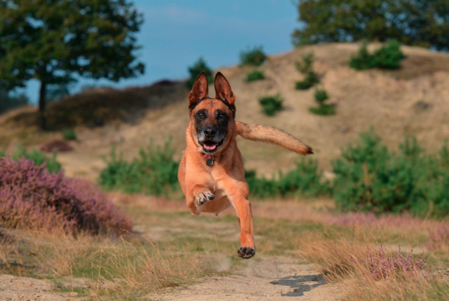 dog photo Berger belge