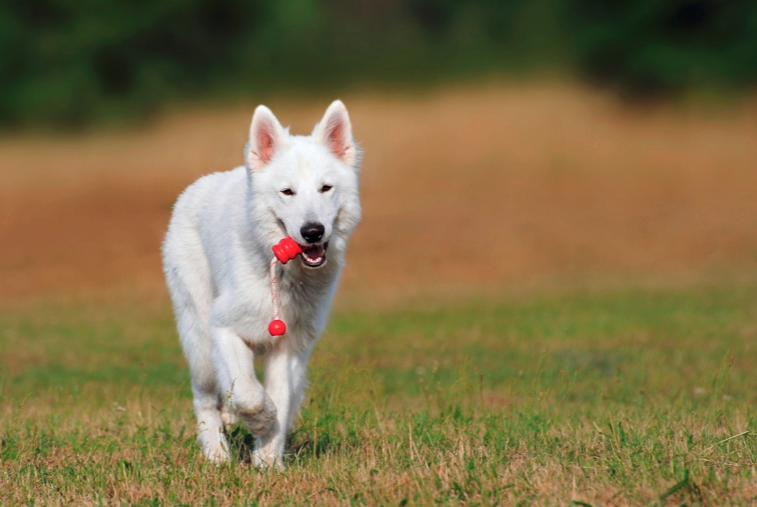 dog photo Berger blanc suisse