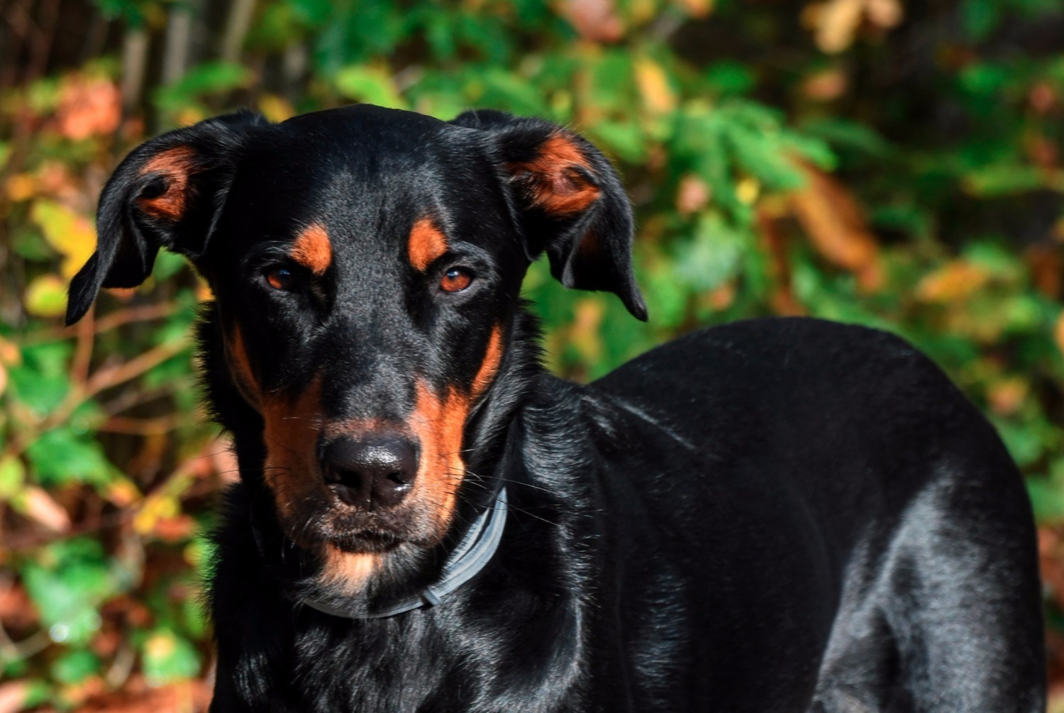 dog photo Berger de Beauce