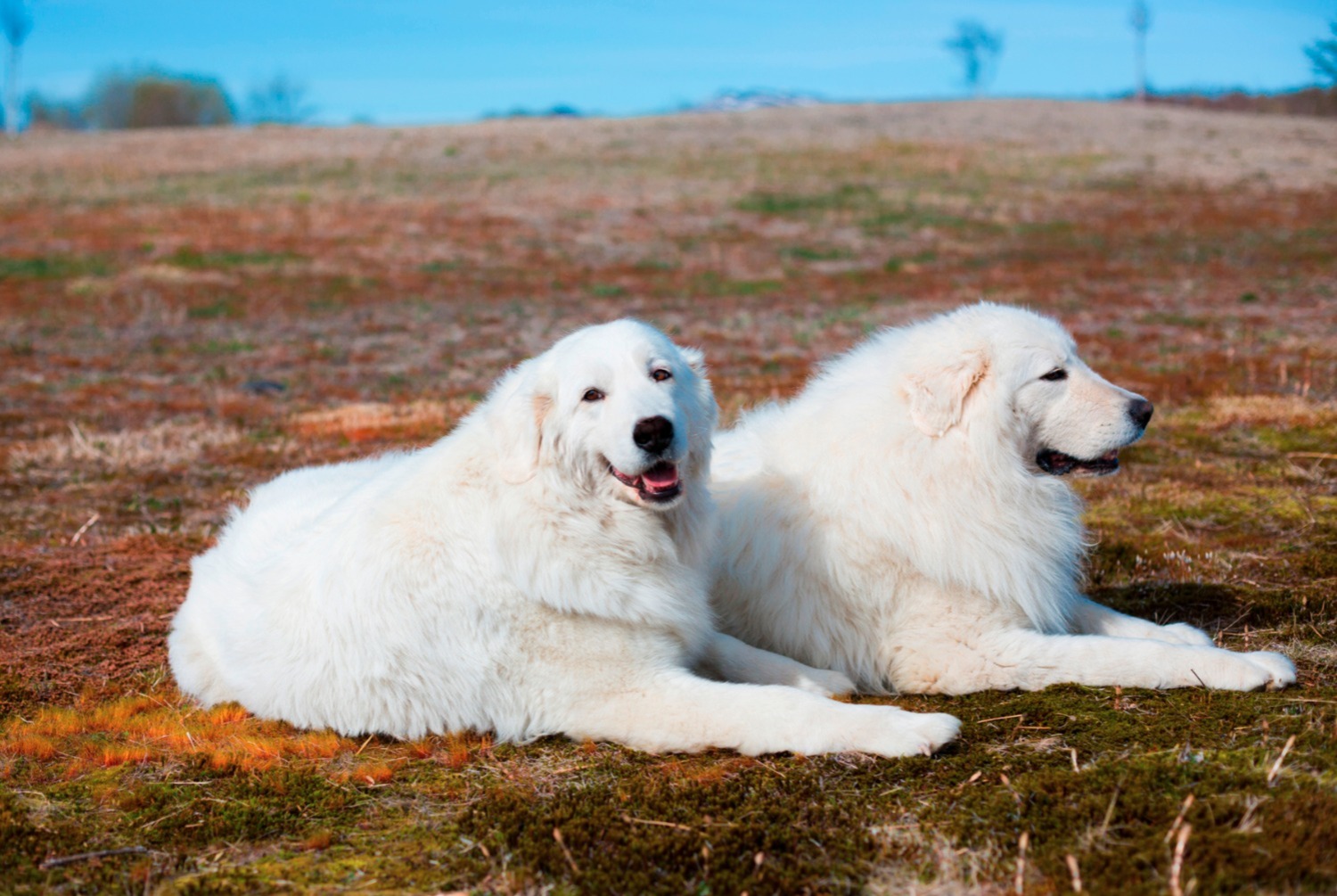 dog photo Berger de Maremme et des Abruzzes