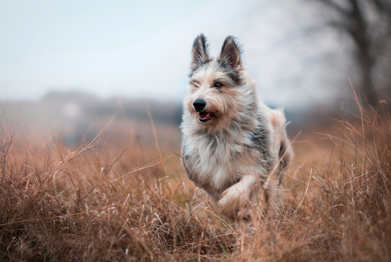 dog photo Berger de Picardie