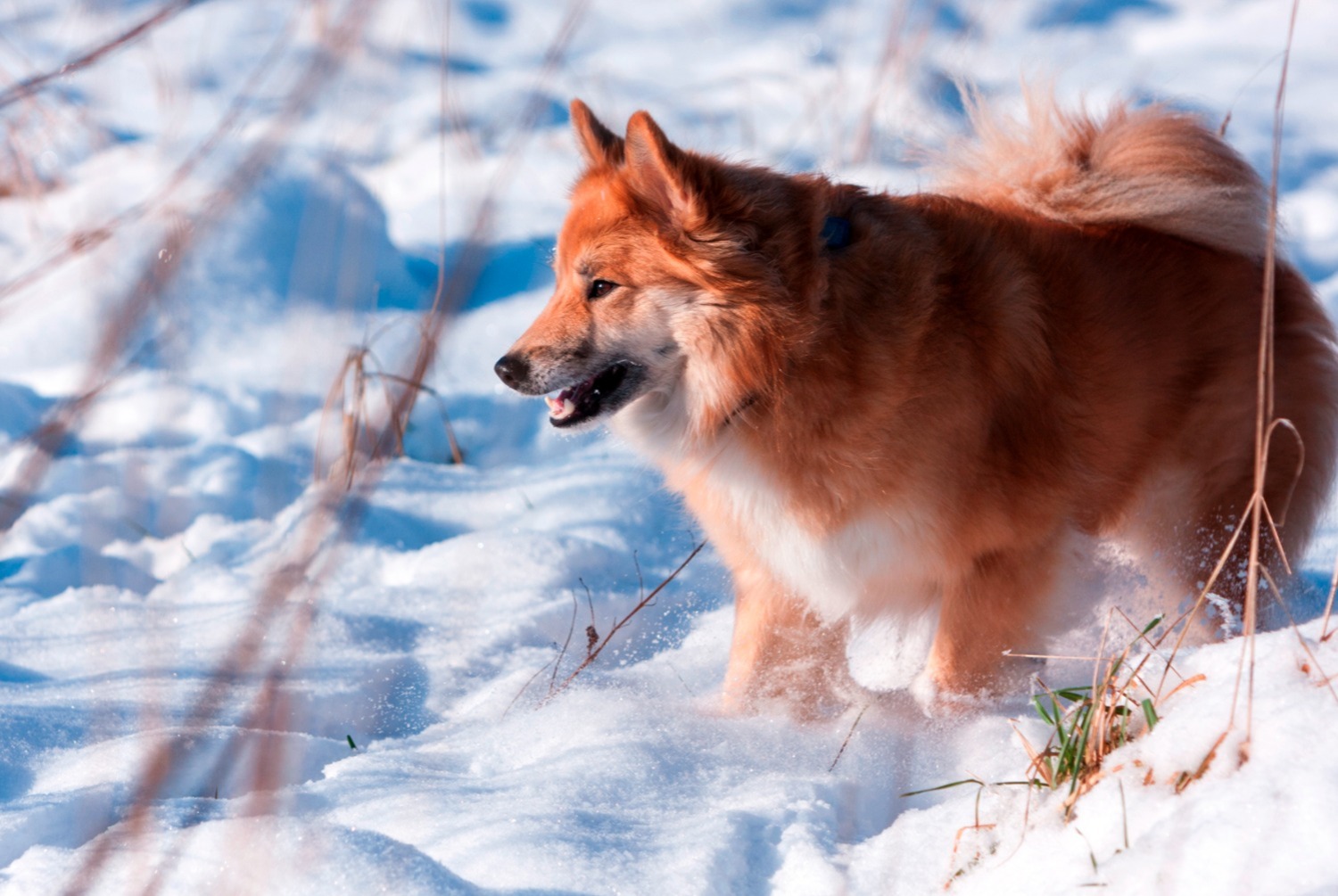 dog photo Berger d'Islande