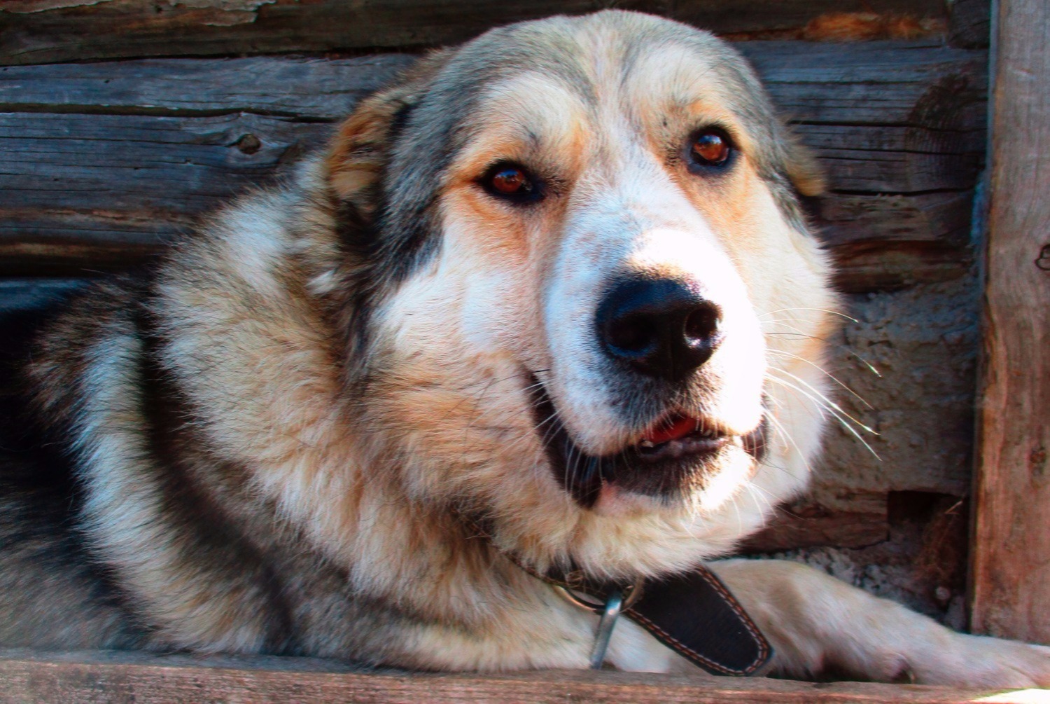 dog photo Berger du Caucase