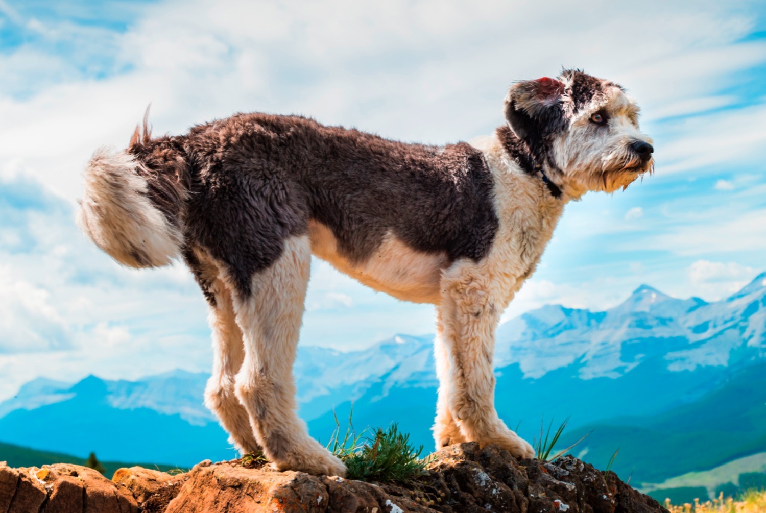 dog photo Berger polonais de plaine