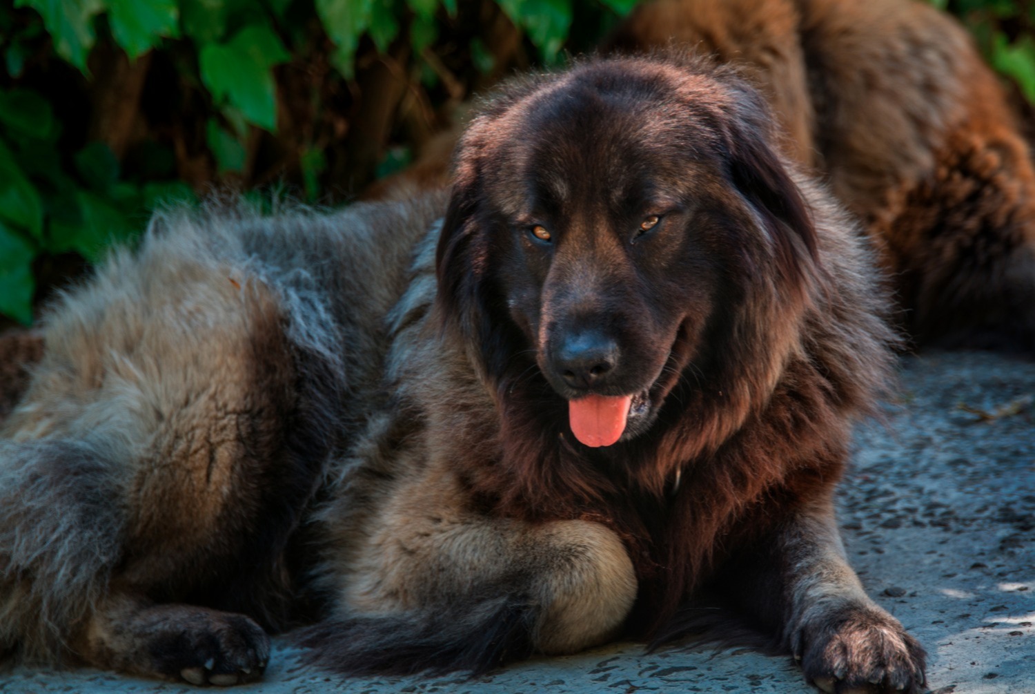 dog photo Berger portugais