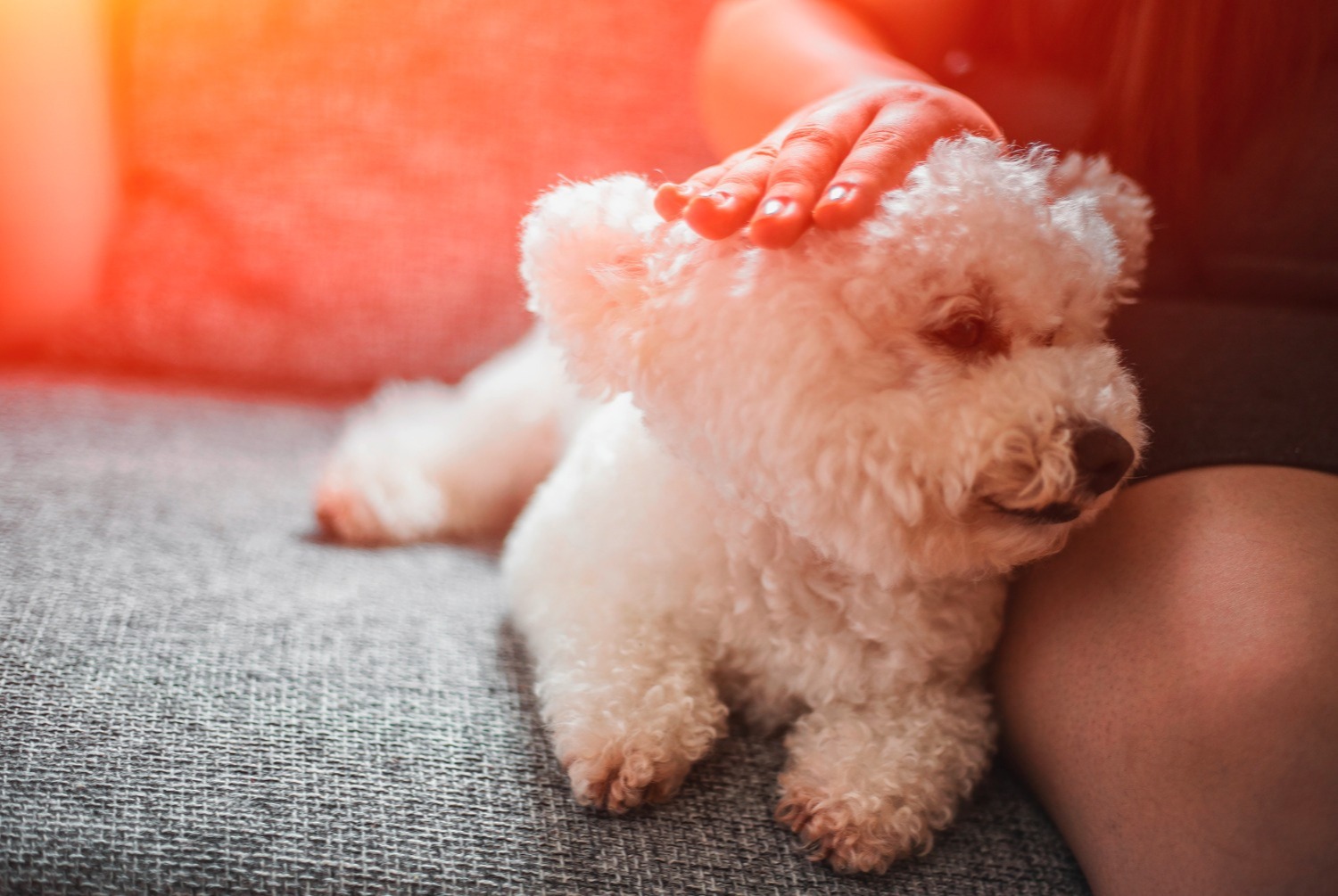 dog photo Bichon à poil frisé