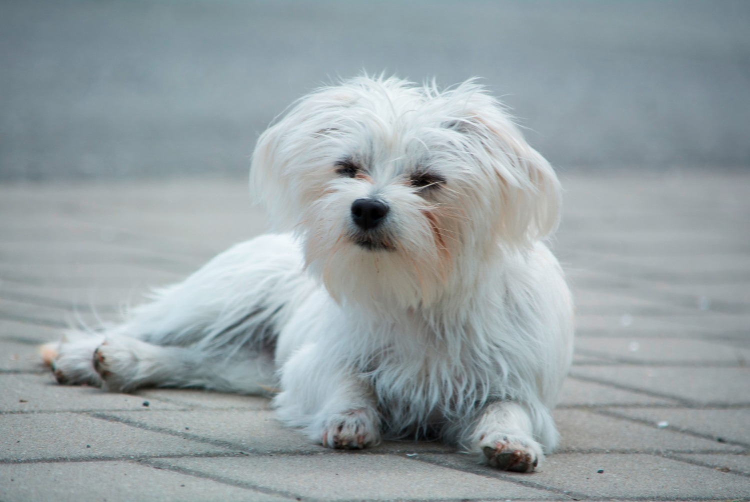 dog photo Bichon maltais