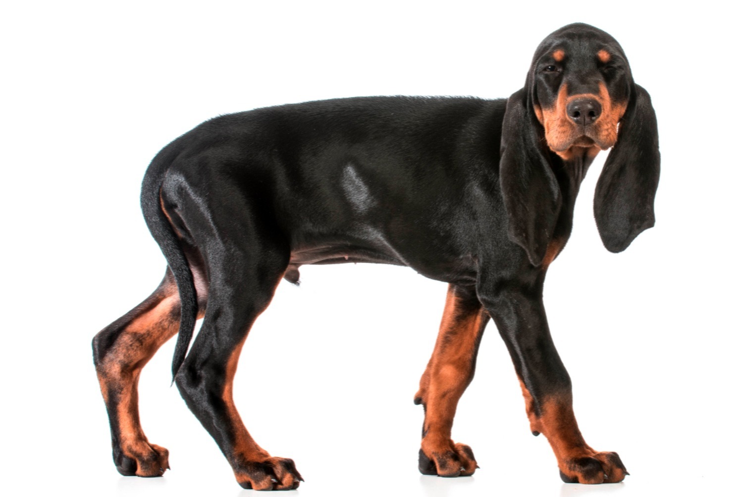 dog photo Black and tan Coonhound
