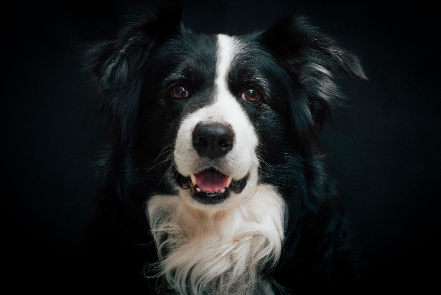 dog photo Border Collie