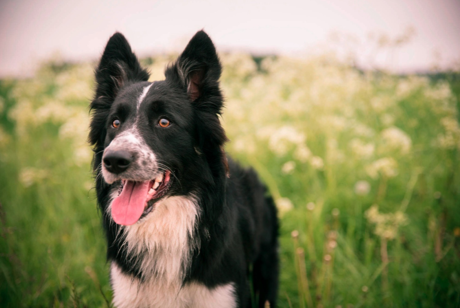 dog photo Border Collie