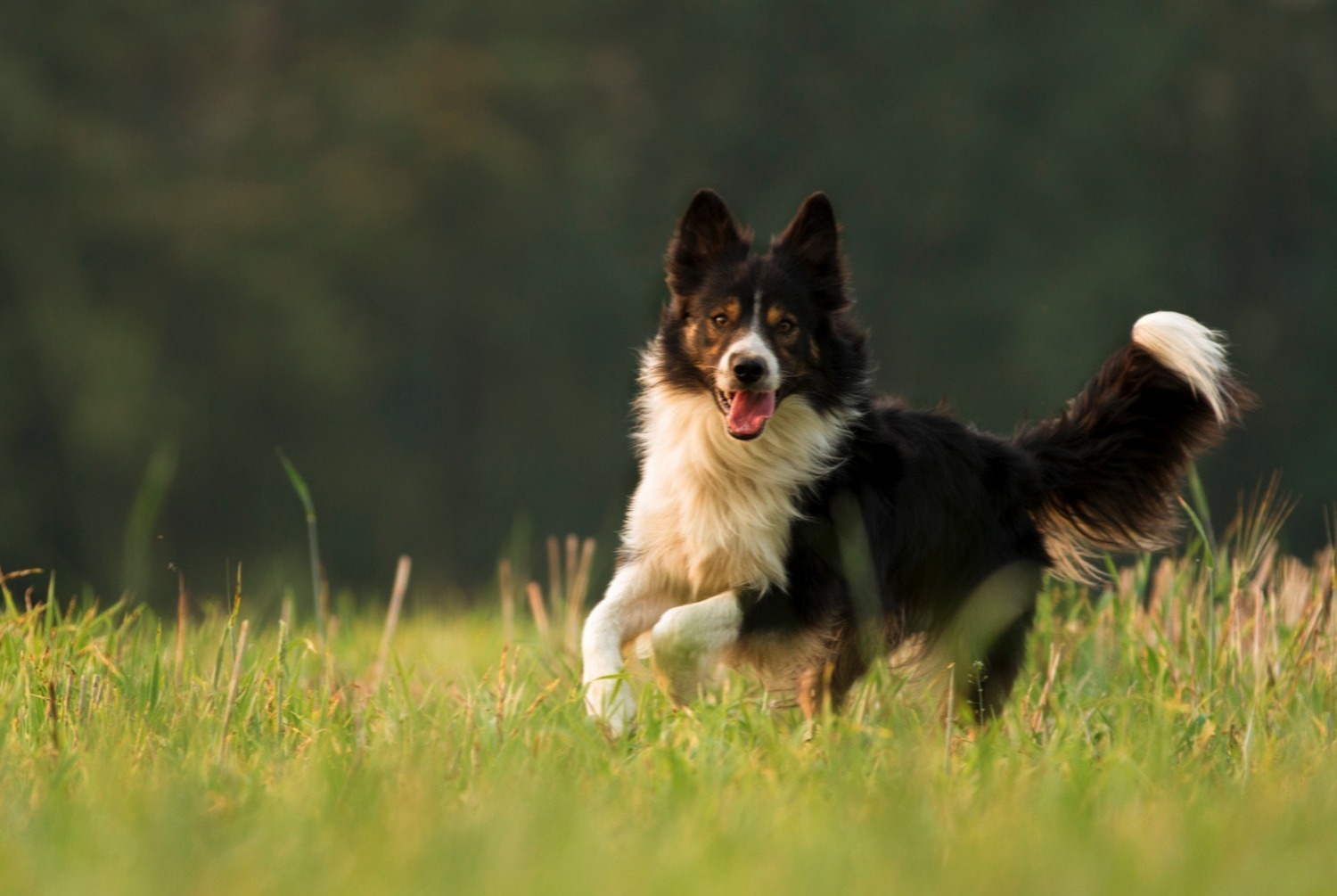 dog photo Border Collie