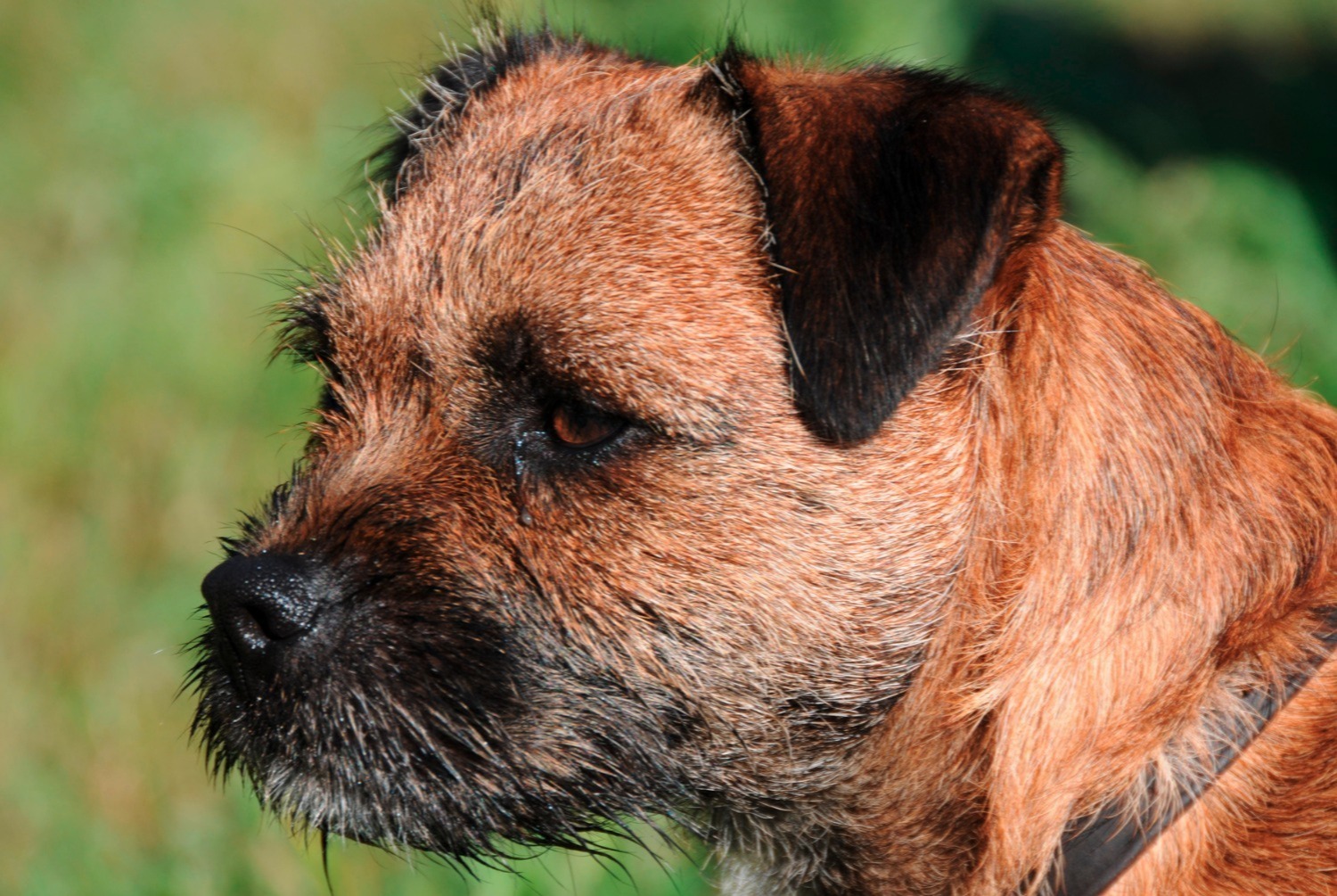 dog photo Border Terrier