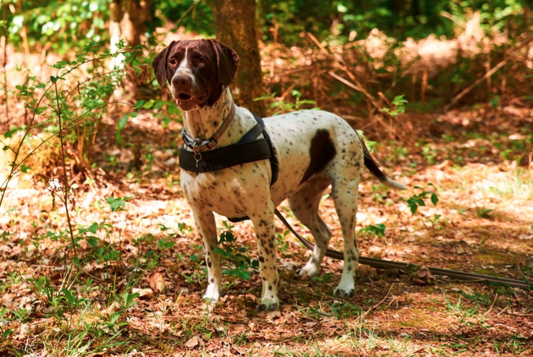 dog photo Ancien chien d'arrêt danois