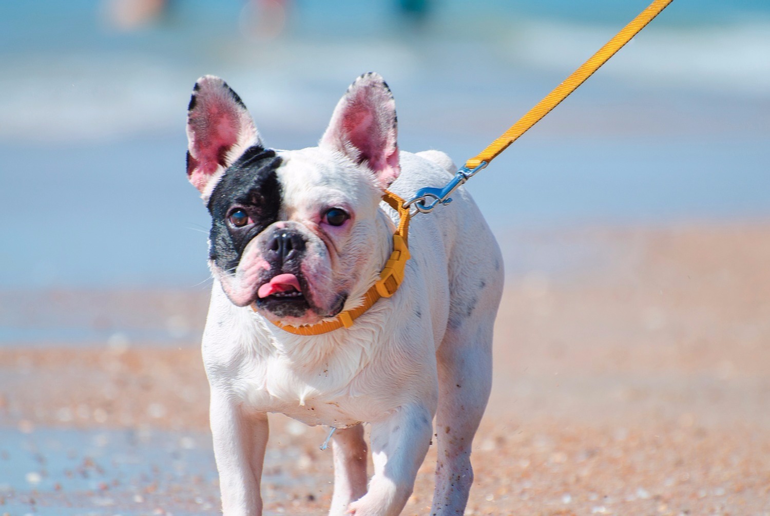 dog photo Bouledogue français