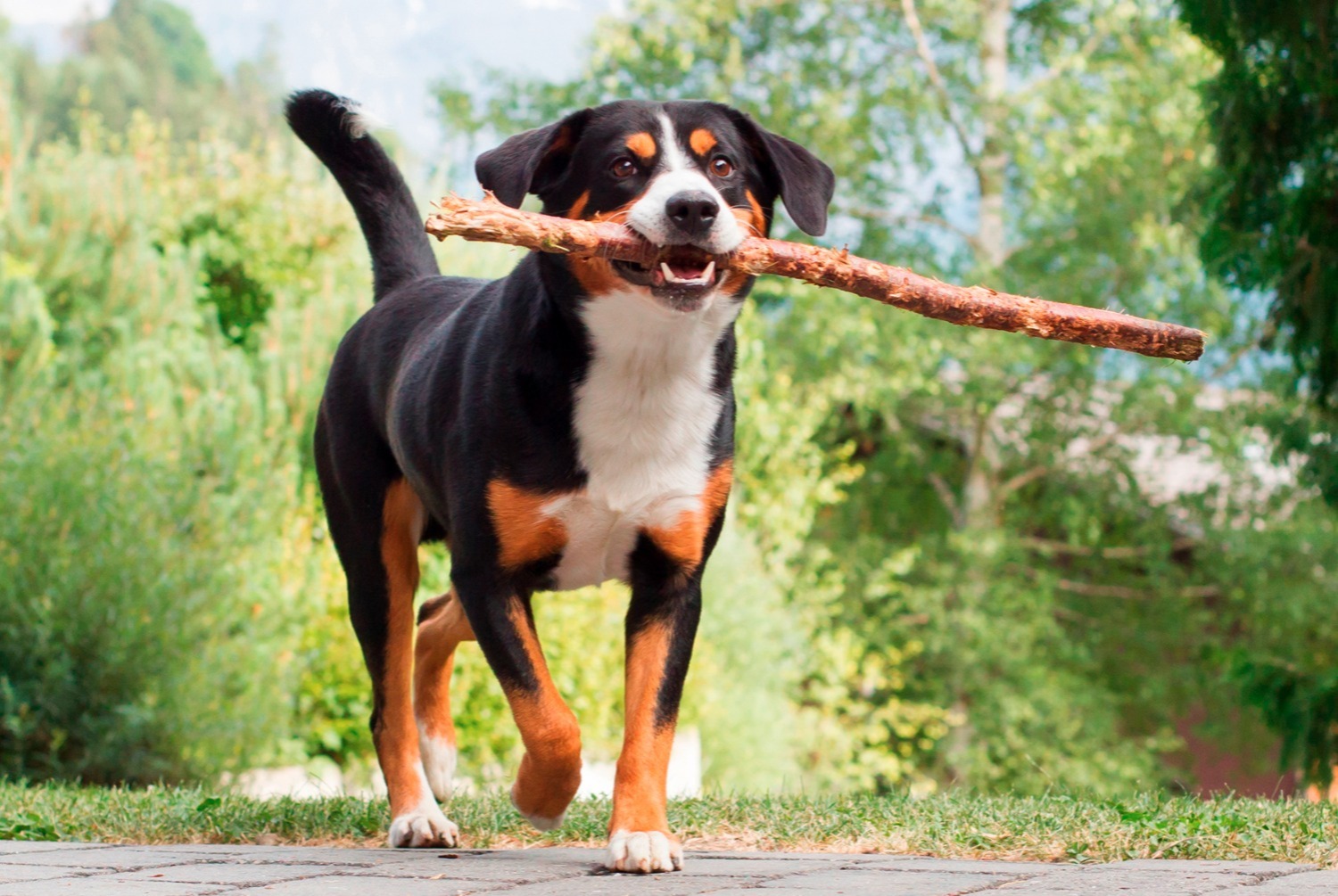 dog photo Bouvier d'Appenzell