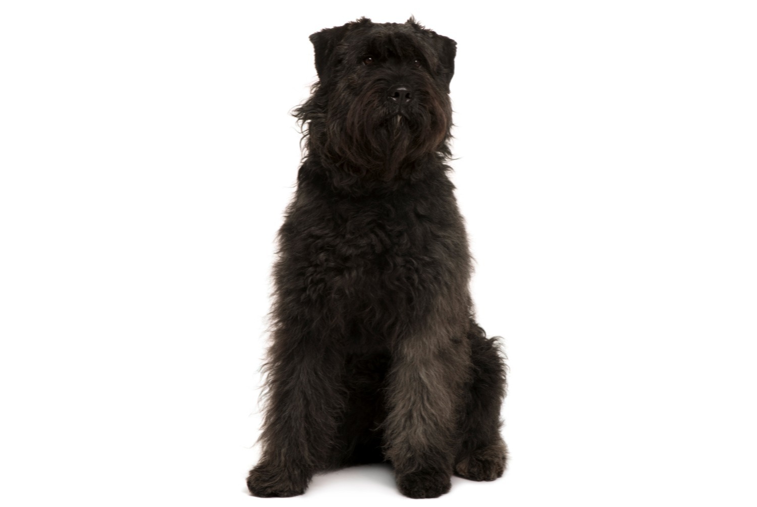 dog photo Bouvier des Ardennes