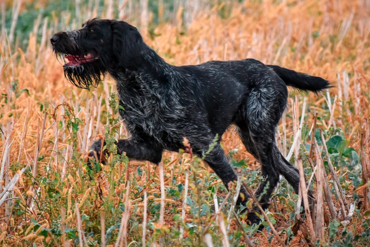 dog photo Braque allemand à poil raide