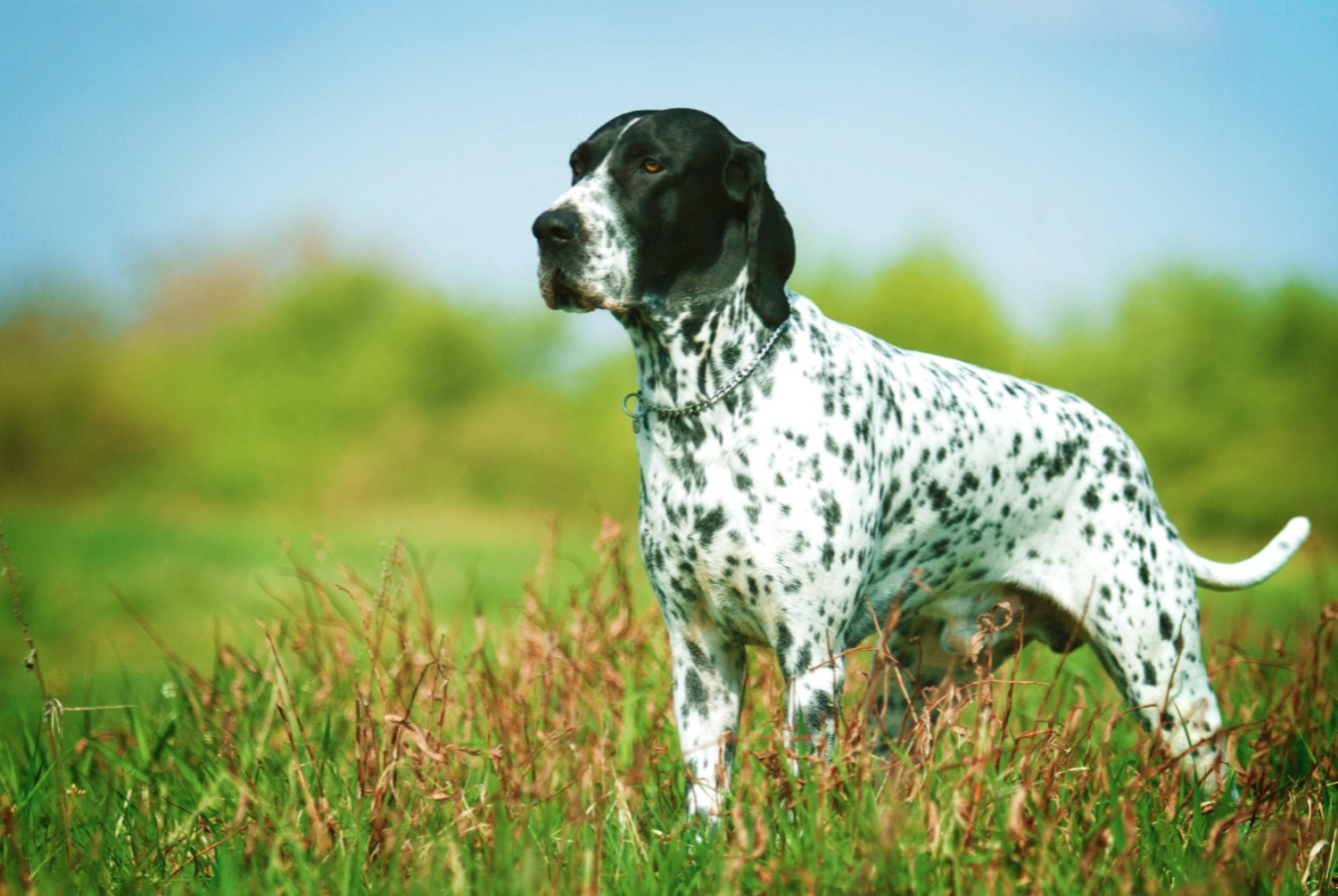 dog photo Braque d'Auvergne