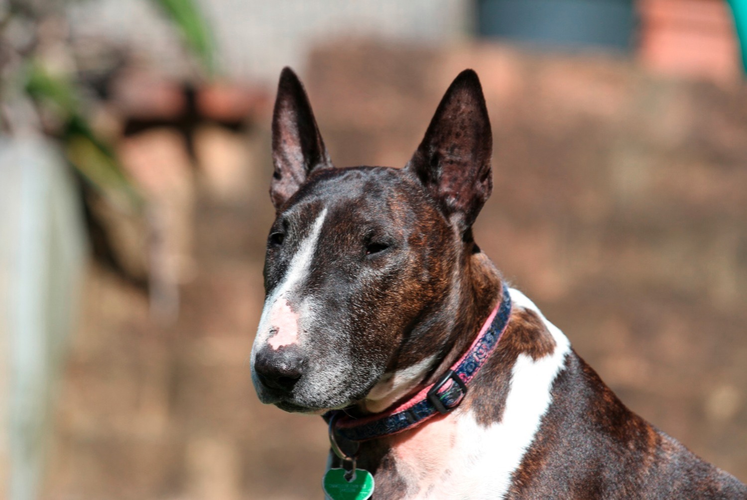 dog photo Bull Terrier