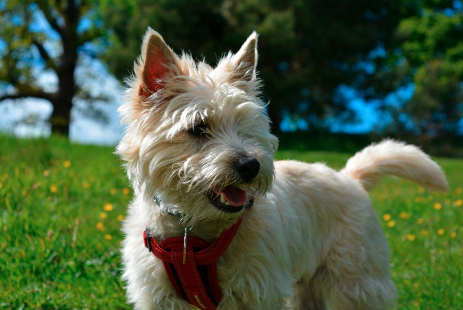dog photo Cairn Terrier