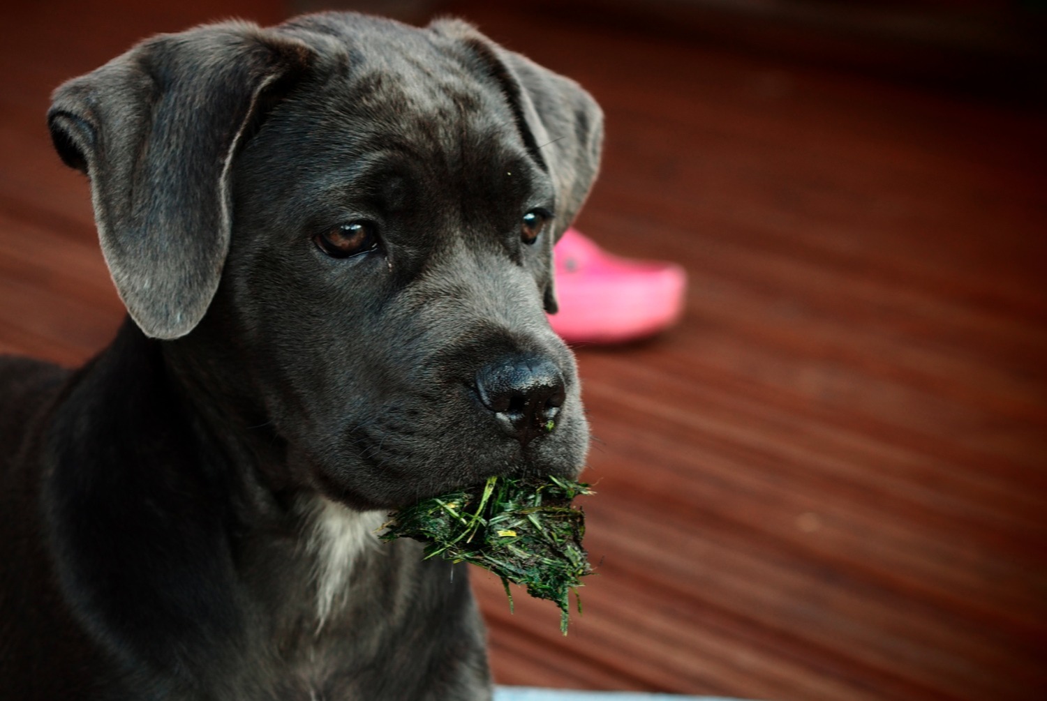 dog photo Cane Corso