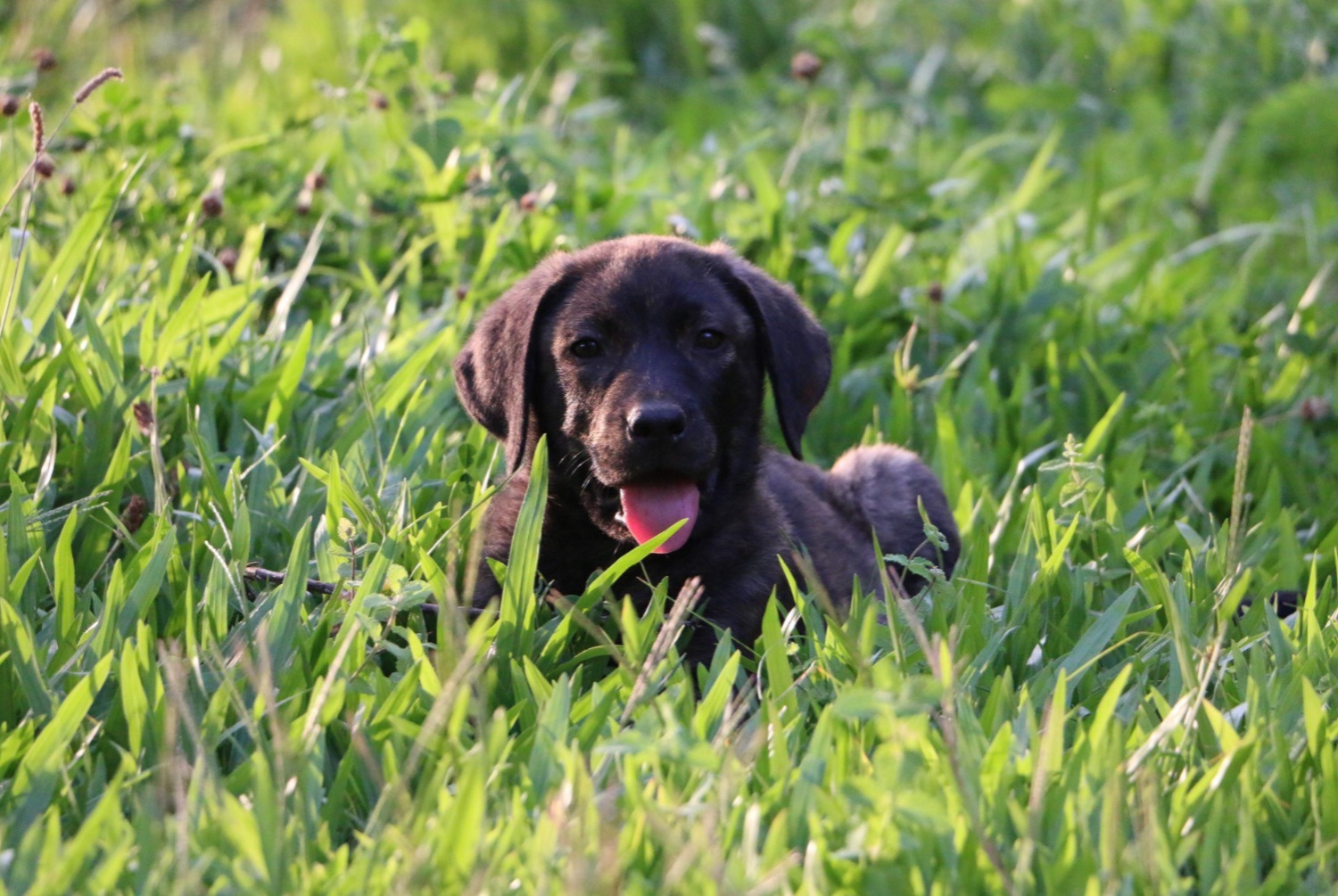 dog photo Cão de Castro Laboreiro