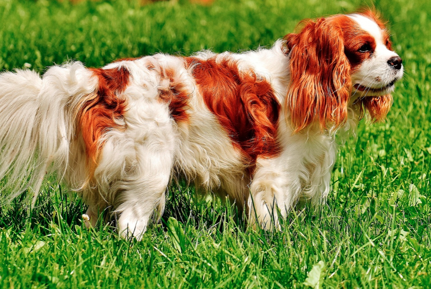 dog photo Cavalier King Charles Spaniel