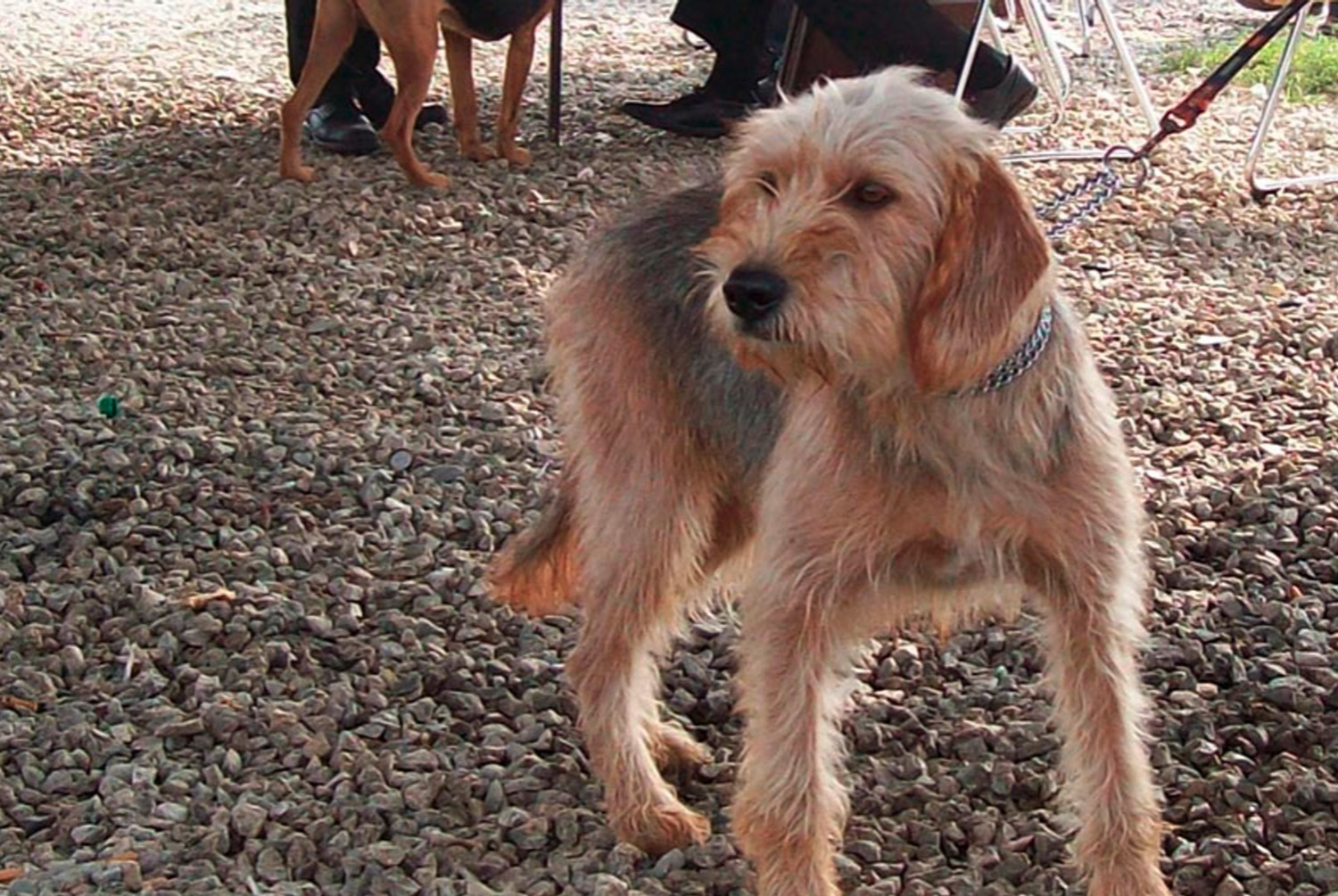 dog photo Chien courant de Bosnie à poil dur