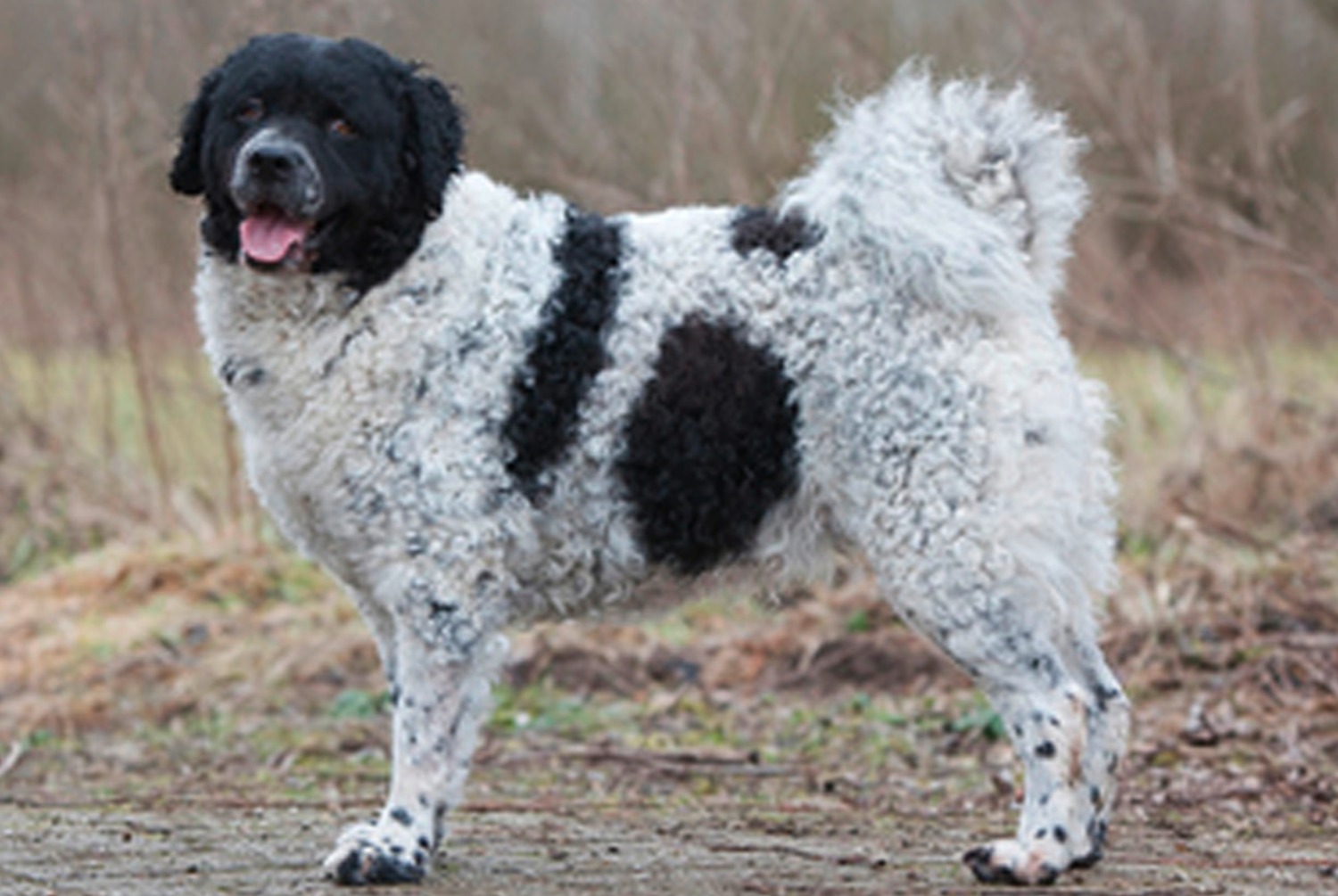 dog photo Chien d'eau frison