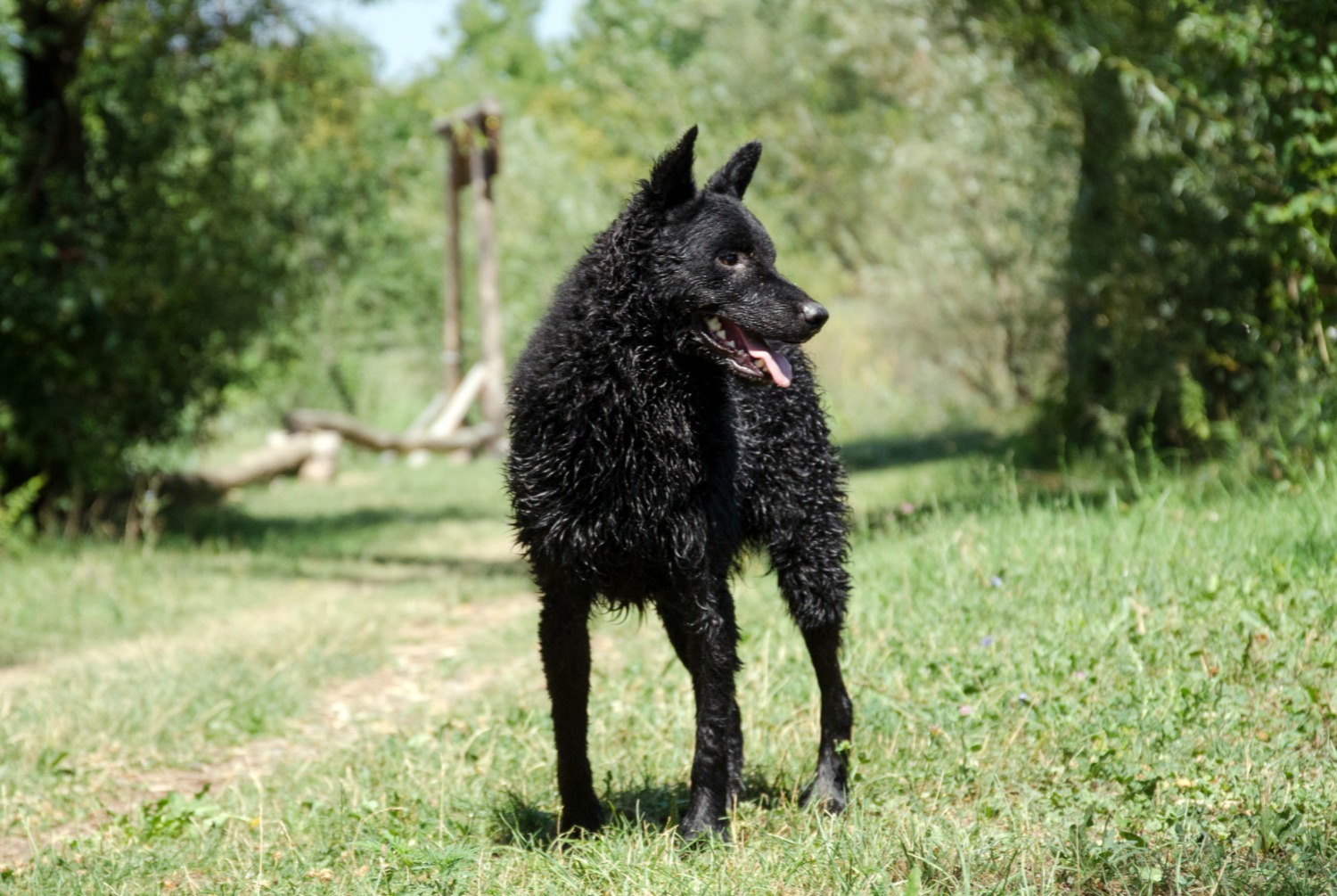 dog photo Chien de berger de Croatie