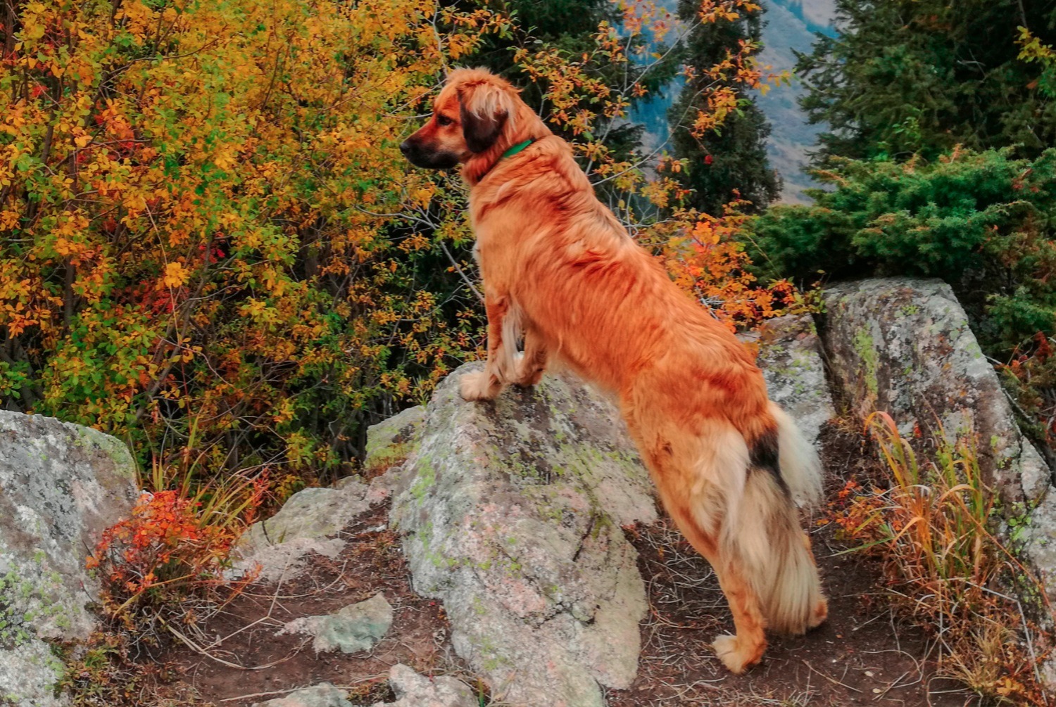 dog photo Chien de montagne portugais