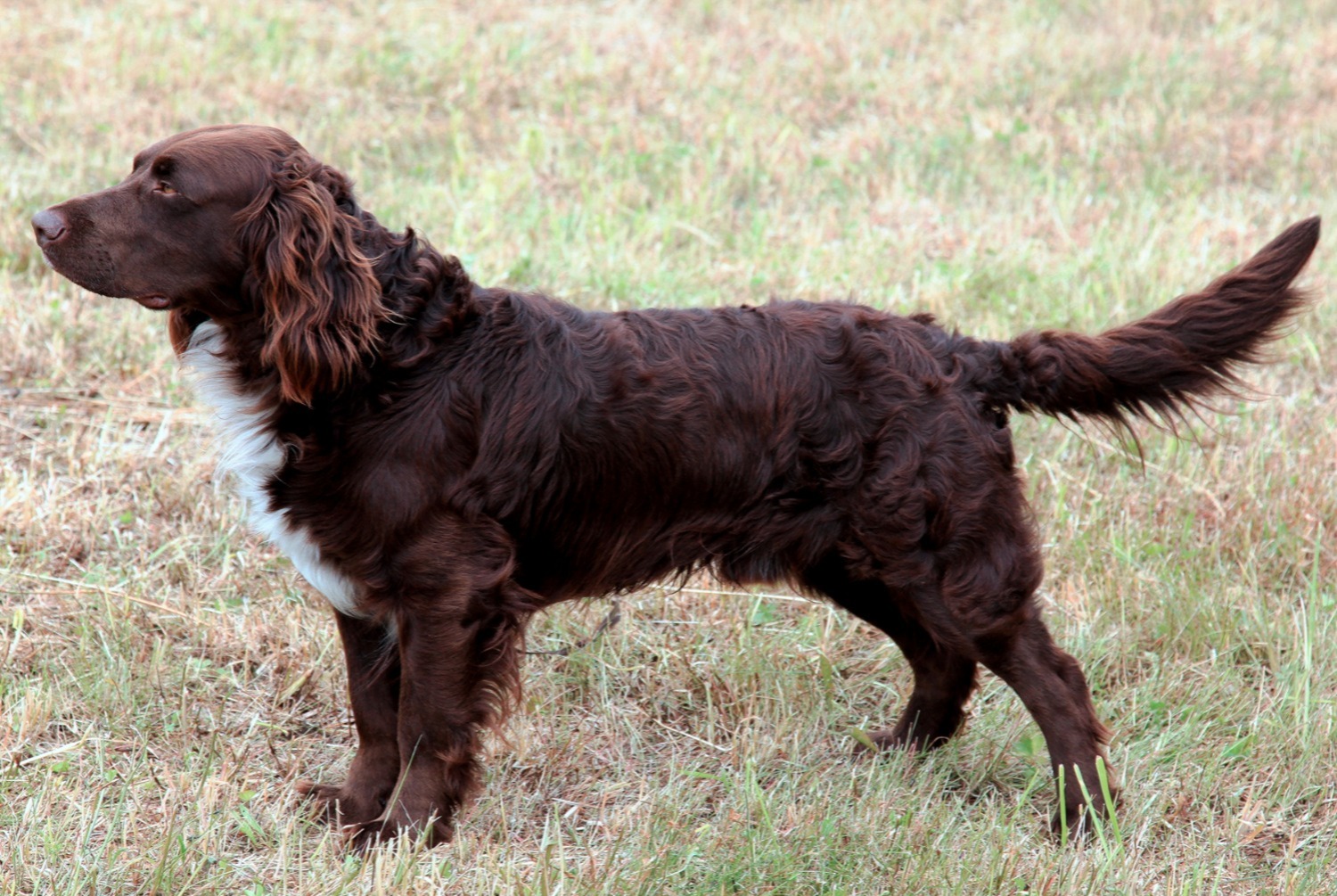 dog photo Chien d'Oysel