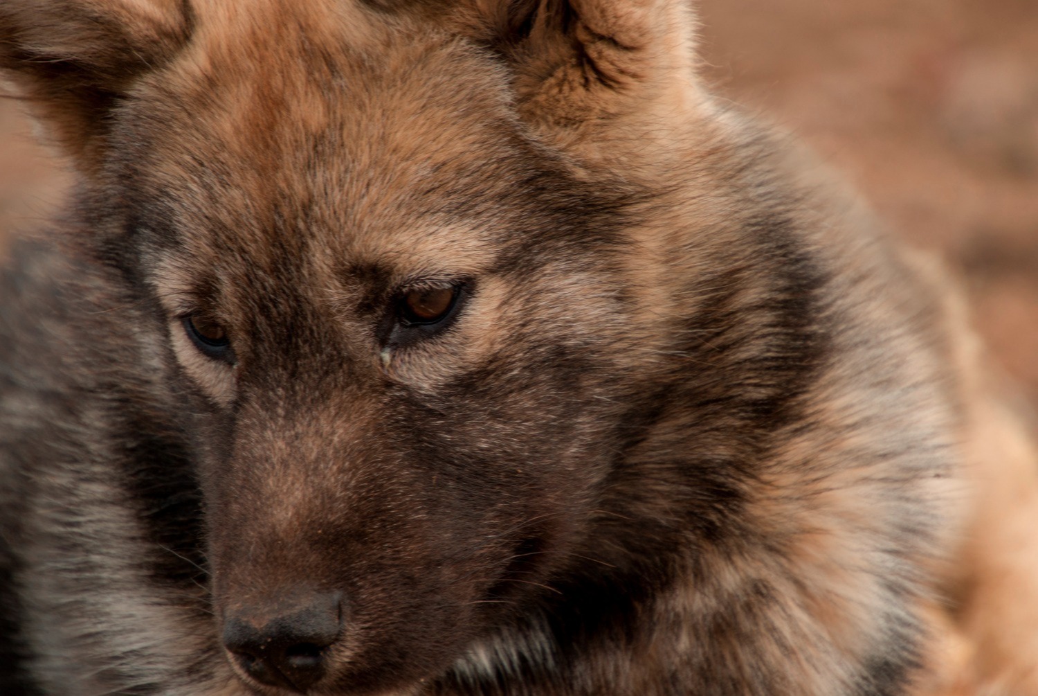 dog photo Chien du Groenland