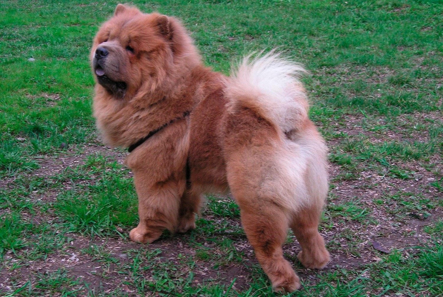 dog photo Chow-Chow